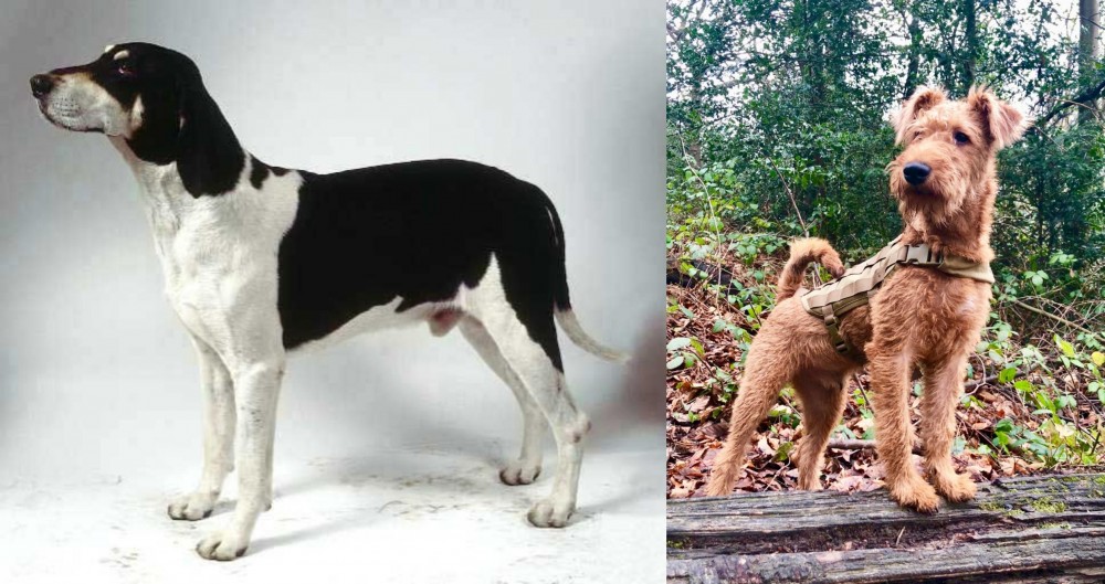 Irish Terrier vs Francais Blanc et Noir - Breed Comparison