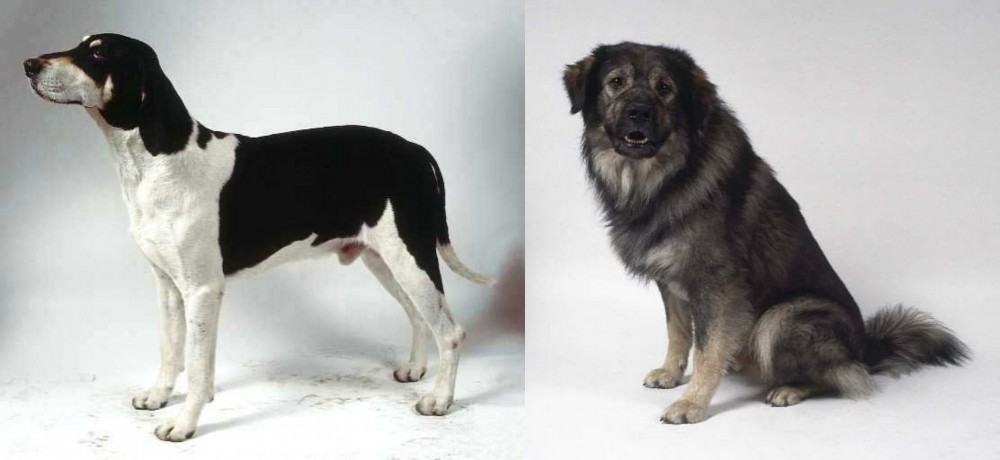 Istrian Sheepdog vs Francais Blanc et Noir - Breed Comparison