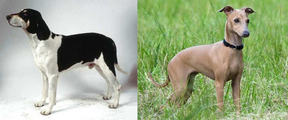Italian Greyhound vs Francais Blanc et Noir - Breed Comparison