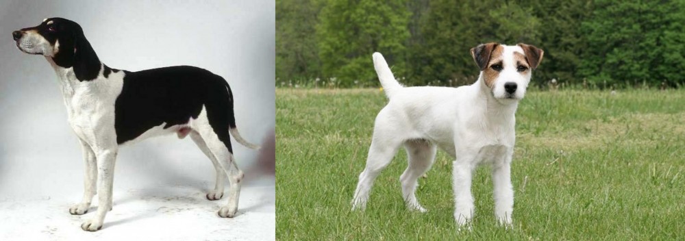 Jack Russell Terrier vs Francais Blanc et Noir - Breed Comparison