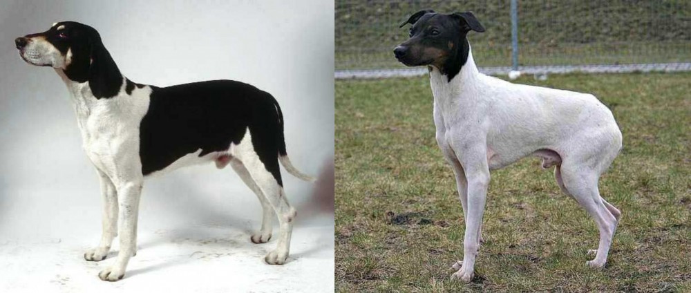 Japanese Terrier vs Francais Blanc et Noir - Breed Comparison