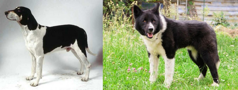 Karelian Bear Dog vs Francais Blanc et Noir - Breed Comparison