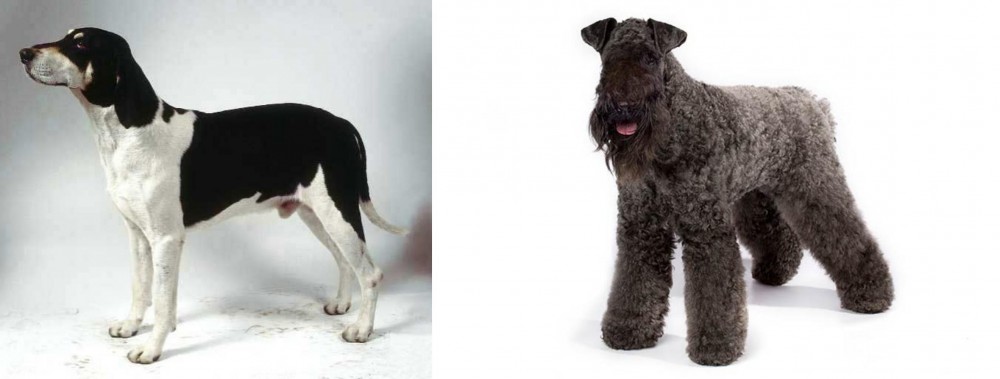 Kerry Blue Terrier vs Francais Blanc et Noir - Breed Comparison