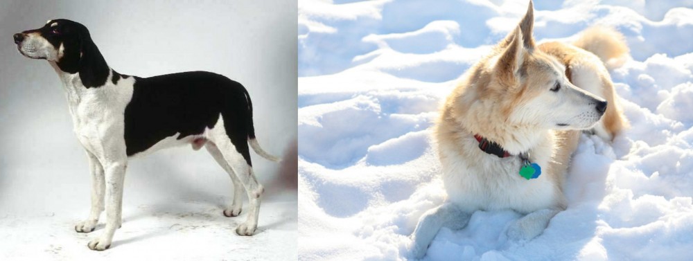 Labrador Husky vs Francais Blanc et Noir - Breed Comparison