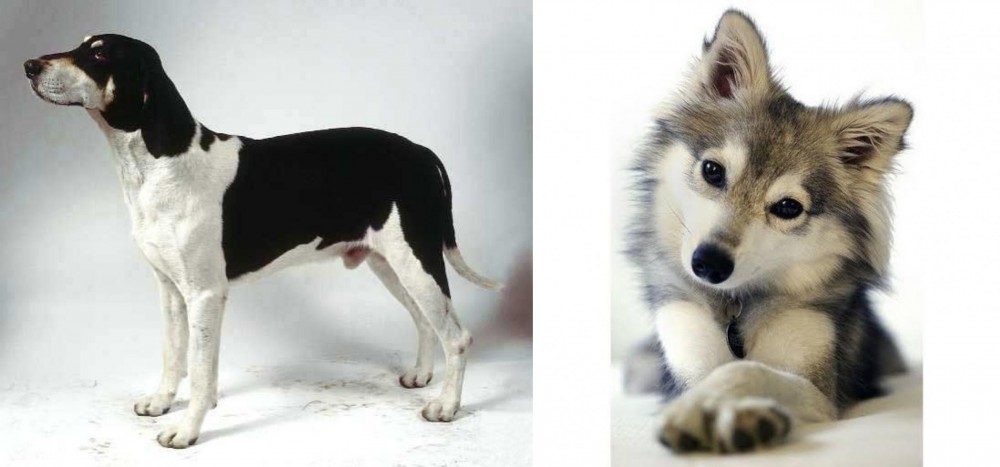 Miniature Siberian Husky vs Francais Blanc et Noir - Breed Comparison