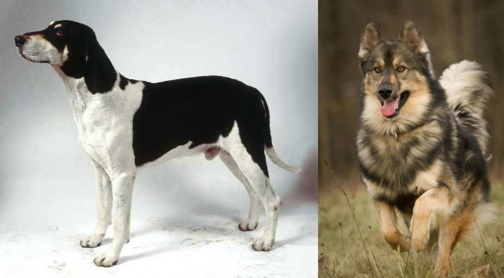 Native American Indian Dog vs Francais Blanc et Noir - Breed Comparison
