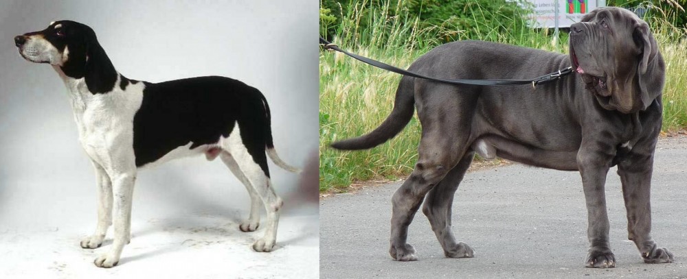 Neapolitan Mastiff vs Francais Blanc et Noir - Breed Comparison