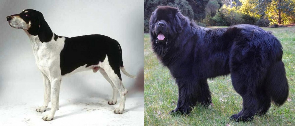 Newfoundland Dog vs Francais Blanc et Noir - Breed Comparison