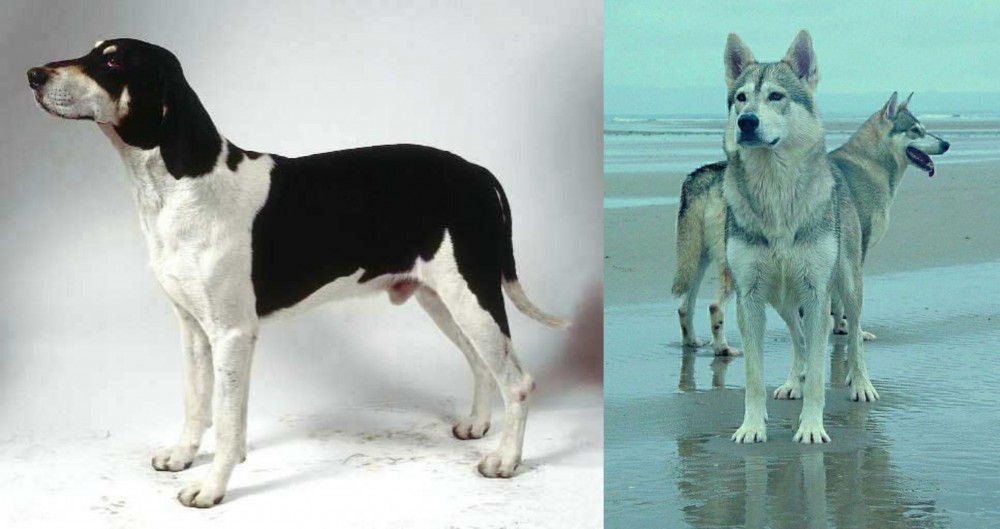 Northern Inuit Dog vs Francais Blanc et Noir - Breed Comparison