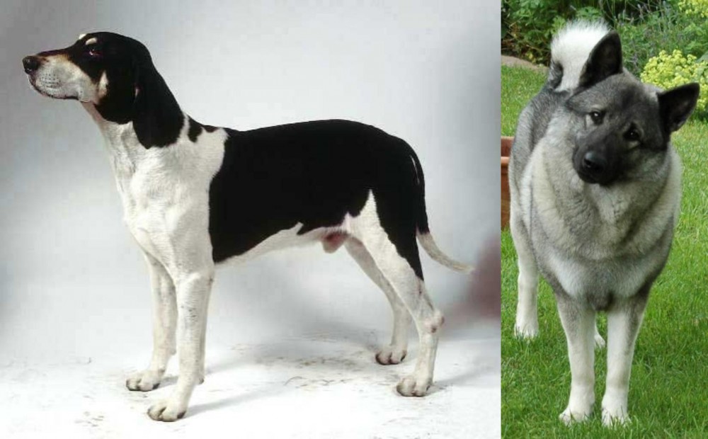 Norwegian Elkhound vs Francais Blanc et Noir - Breed Comparison