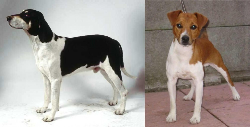 Plummer Terrier vs Francais Blanc et Noir - Breed Comparison