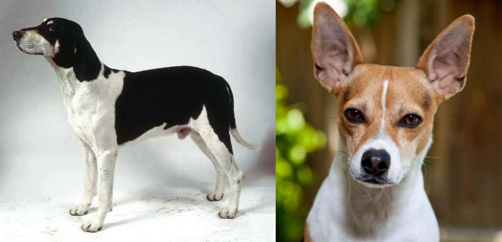 Rat Terrier vs Francais Blanc et Noir - Breed Comparison