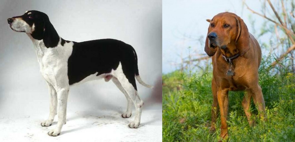 Redbone Coonhound vs Francais Blanc et Noir - Breed Comparison