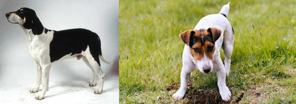 Russell Terrier vs Francais Blanc et Noir - Breed Comparison