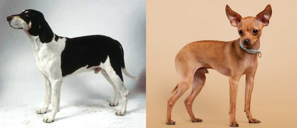 Russian Toy Terrier vs Francais Blanc et Noir - Breed Comparison