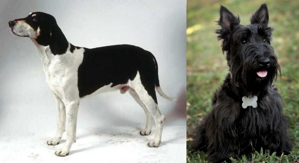 Scoland Terrier vs Francais Blanc et Noir - Breed Comparison