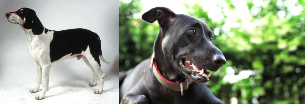 Shepard Labrador vs Francais Blanc et Noir - Breed Comparison