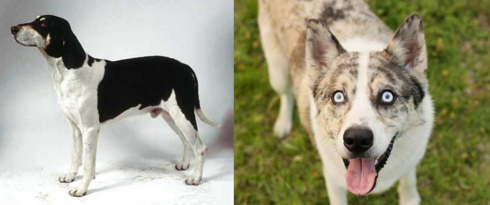 Shepherd Husky vs Francais Blanc et Noir - Breed Comparison