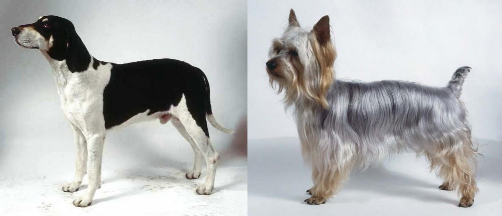 Silky Terrier vs Francais Blanc et Noir - Breed Comparison