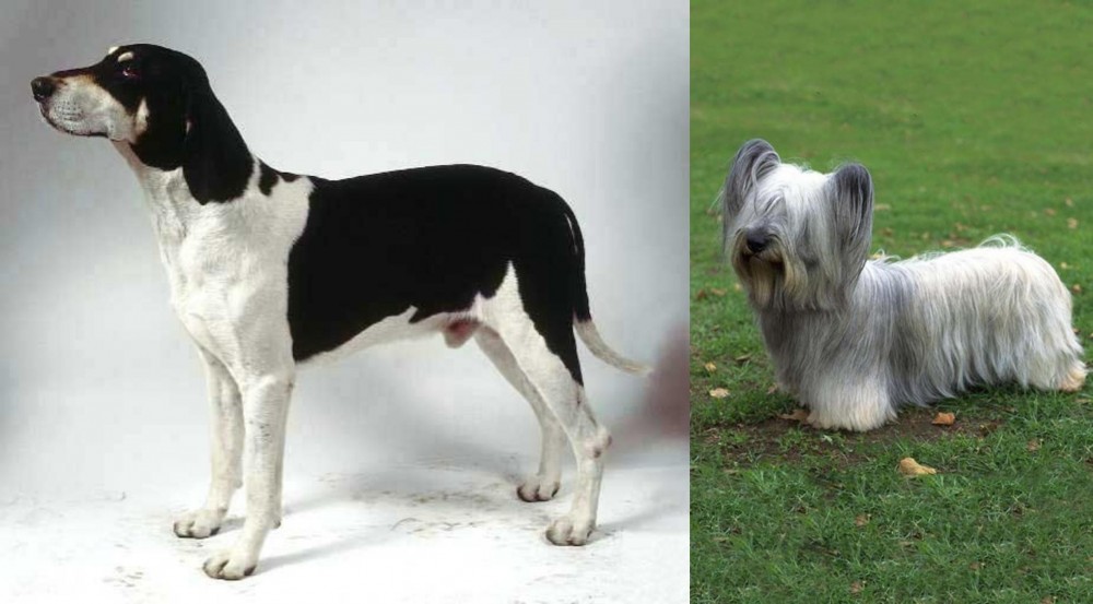 Skye Terrier vs Francais Blanc et Noir - Breed Comparison