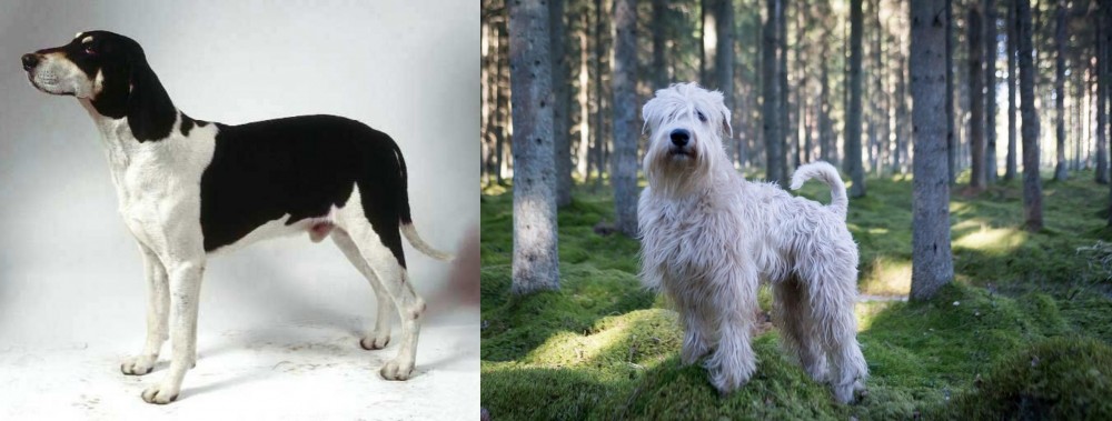 Soft-Coated Wheaten Terrier vs Francais Blanc et Noir - Breed Comparison