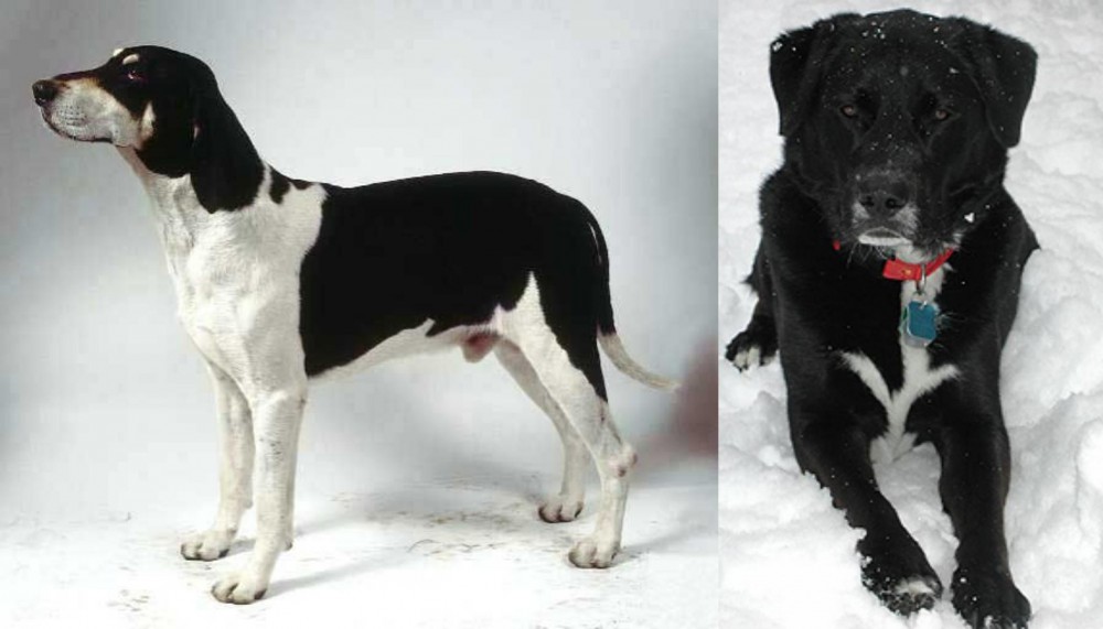 St. John's Water Dog vs Francais Blanc et Noir - Breed Comparison