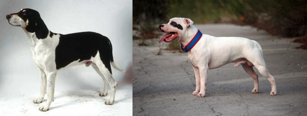 Staffordshire Bull Terrier vs Francais Blanc et Noir - Breed Comparison