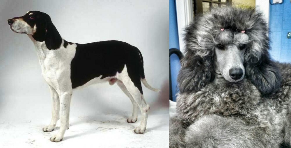 Standard Poodle vs Francais Blanc et Noir - Breed Comparison