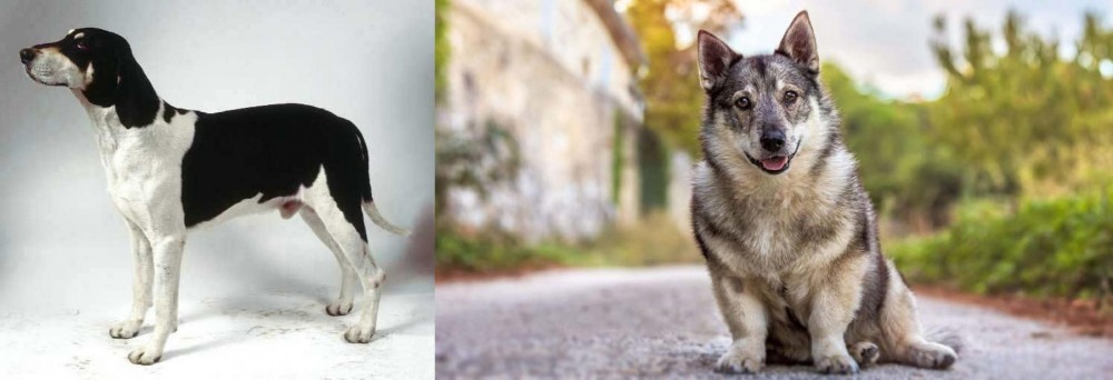Swedish Vallhund vs Francais Blanc et Noir - Breed Comparison