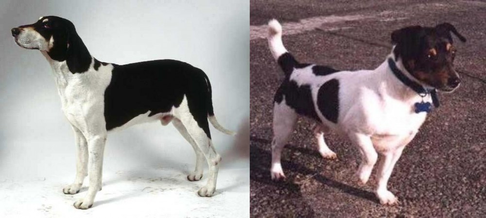 Teddy Roosevelt Terrier vs Francais Blanc et Noir - Breed Comparison