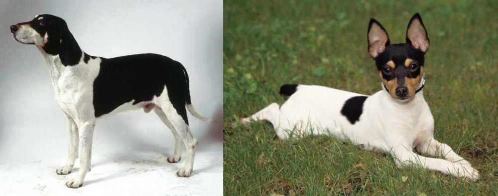Toy Fox Terrier vs Francais Blanc et Noir - Breed Comparison