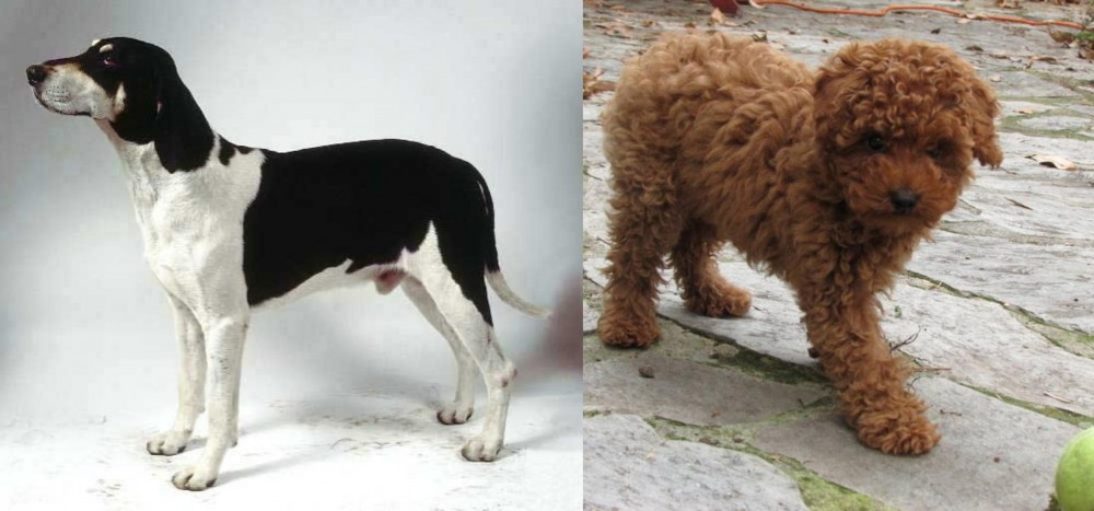 Toy Poodle vs Francais Blanc et Noir - Breed Comparison