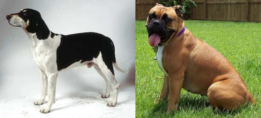 Valley Bulldog vs Francais Blanc et Noir - Breed Comparison