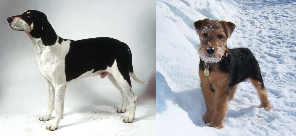 Welsh Terrier vs Francais Blanc et Noir - Breed Comparison