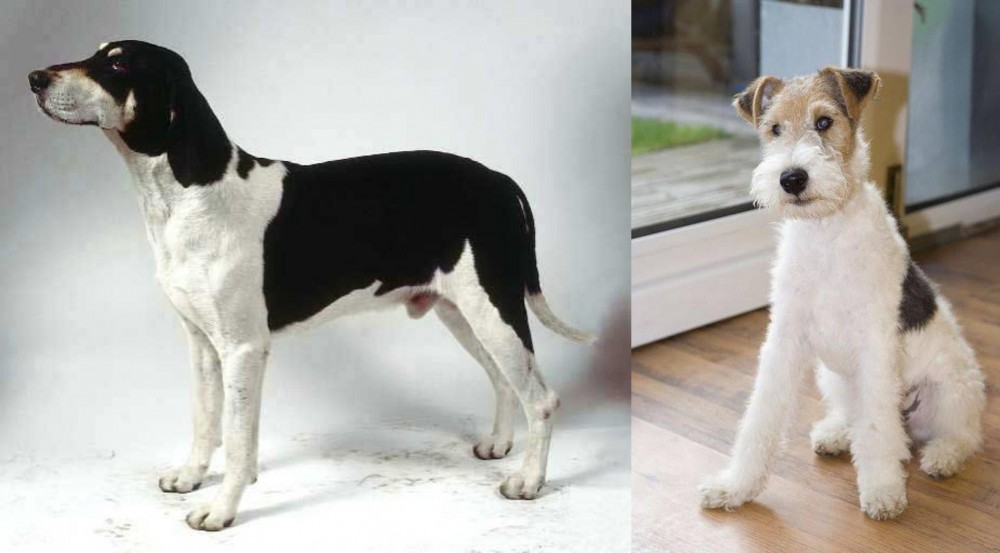 Wire Fox Terrier vs Francais Blanc et Noir - Breed Comparison