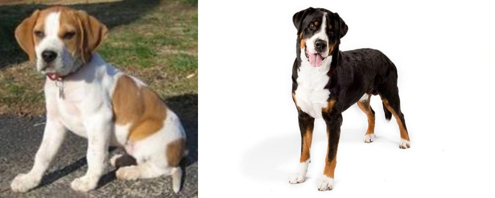 Greater Swiss Mountain Dog vs Francais Blanc et Orange - Breed Comparison