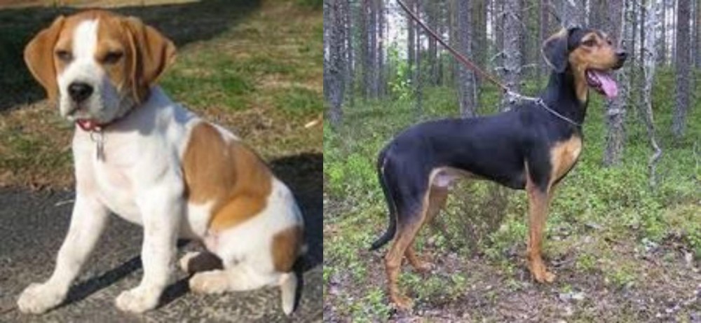 Greek Harehound vs Francais Blanc et Orange - Breed Comparison