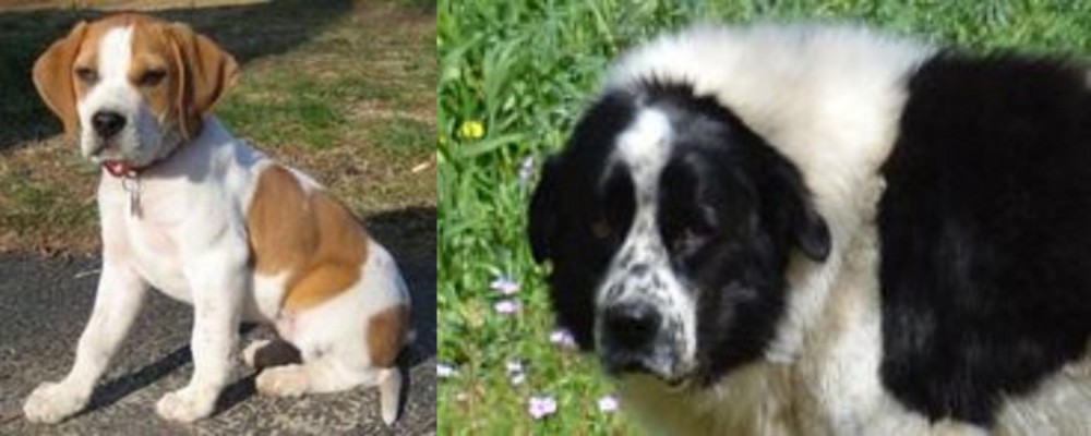 Greek Sheepdog vs Francais Blanc et Orange - Breed Comparison