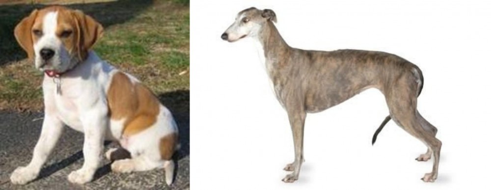 Greyhound vs Francais Blanc et Orange - Breed Comparison