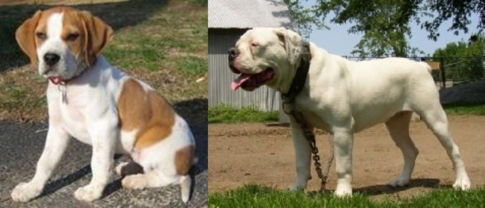 Hermes Bulldogge vs Francais Blanc et Orange - Breed Comparison