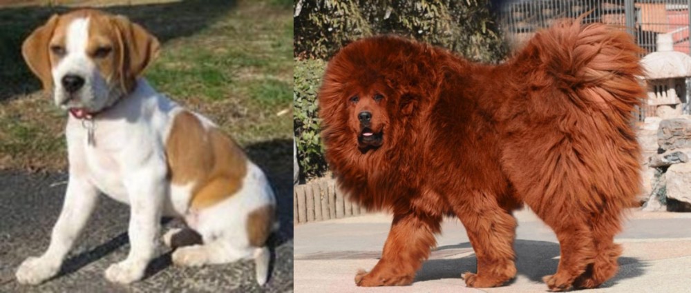 Himalayan Mastiff vs Francais Blanc et Orange - Breed Comparison