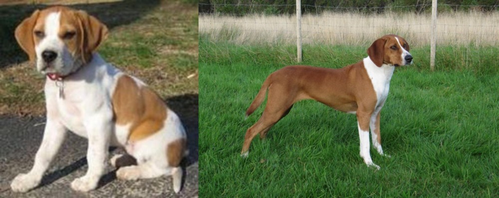 Hygenhund vs Francais Blanc et Orange - Breed Comparison