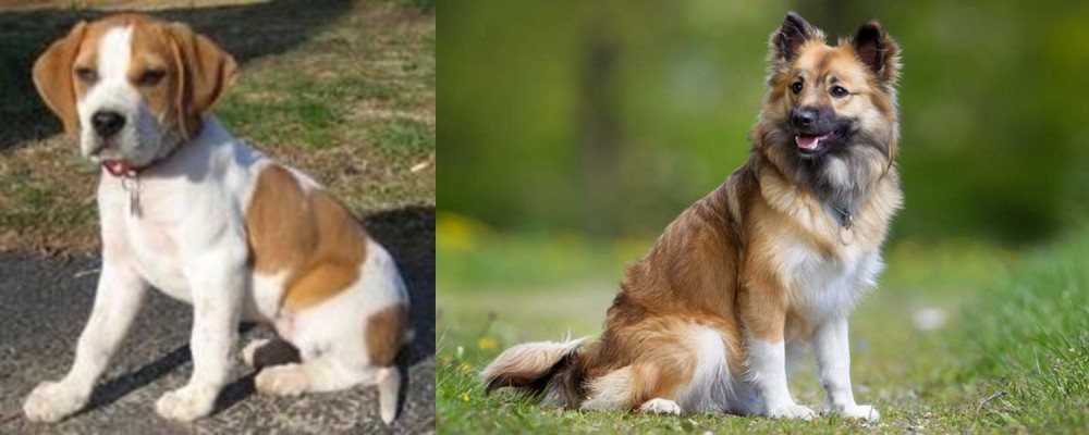 Icelandic Sheepdog vs Francais Blanc et Orange - Breed Comparison