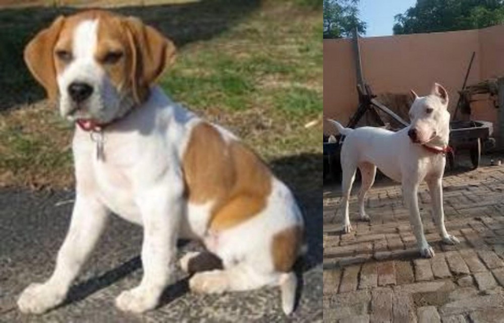 Indian Bull Terrier vs Francais Blanc et Orange - Breed Comparison