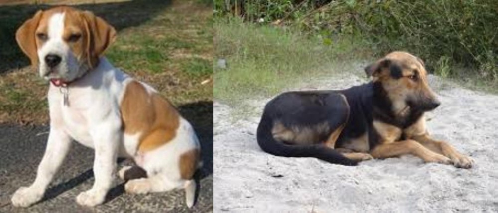 Indian Pariah Dog vs Francais Blanc et Orange - Breed Comparison