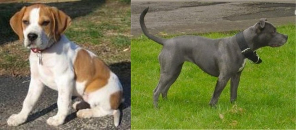 Irish Bull Terrier vs Francais Blanc et Orange - Breed Comparison