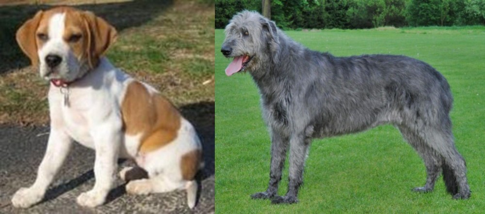 Irish Wolfhound vs Francais Blanc et Orange - Breed Comparison