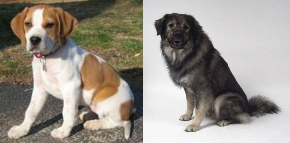 Istrian Sheepdog vs Francais Blanc et Orange - Breed Comparison