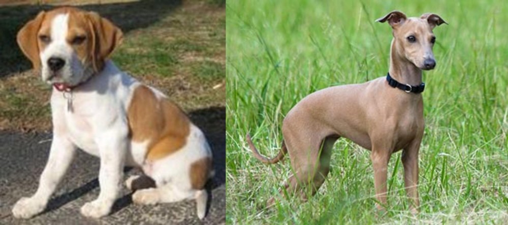 Italian Greyhound vs Francais Blanc et Orange - Breed Comparison