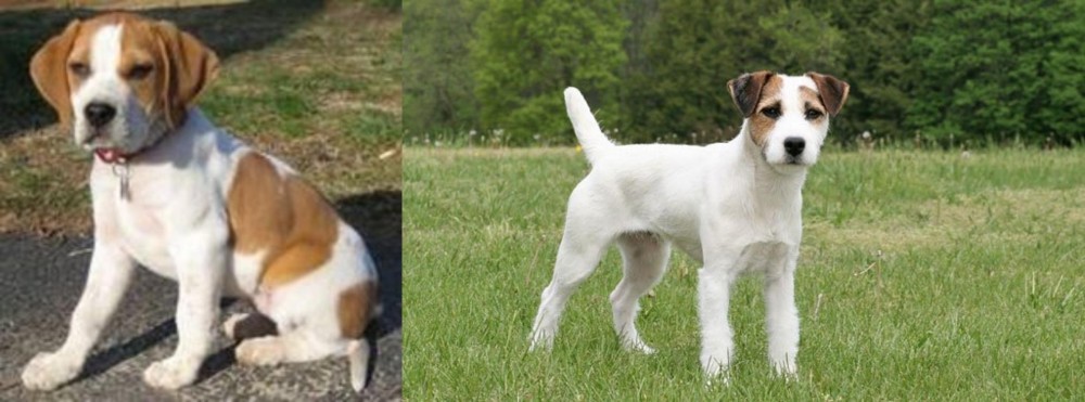 Jack Russell Terrier vs Francais Blanc et Orange - Breed Comparison
